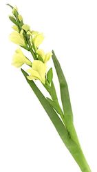 Floral Elegance Lot de 12 glaïeuls artificiels à Tige Unique Vert 118 cm