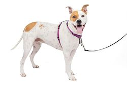 PetSafe 3 in 1 harnas en autobeveiliging, medium, pruim, geen trek, instelbaar, training voor kleine, middelgrote/grote honden