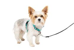 PetSafe 3-in-1 harnas en autobeperking, extra klein, groenblauw, geen trekkracht, verstelbaar, training voor kleine/middelgrote honden