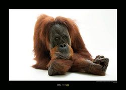 Sumatran Orangutan - Grootte: 70 x 50 cm - Komar, muurschildering, posters, kunstdruk (zonder lijst), National Geographic