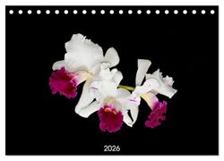 Leuchtende Cattleyen (Tischkalender 2026 DIN A5 quer), CALVENDO Monatskalender: Cattleyenblüten magisch losgelöst