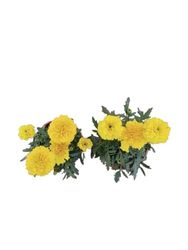 Tagetes Flores Amarillas | Set 2 Unidades |DECOALIVE |Plantas Vivas y Naturales
