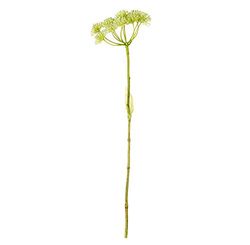 EUROCINSA Ref.99001C01 HERACLEUM White, Box of 12pcs, 74cm