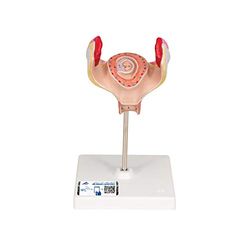 3B Scientific Human Anatomie - Embryo model, 1e maand + gratis anatomiesoftware - 3B Smart Anatomy, L10/1