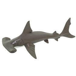 Baby Hammerhead Shark