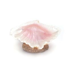 Schelp met natuurlijke textuur en verschillende kleuren, ideaal voor decoratie en knutselwerk, tafeldecoratie.