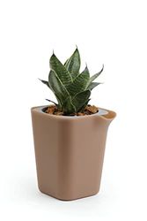 QUALY Oasis Square QL10305-BN-GY - Vaso da fiori quadrato con sistema di auto-irrigazione, colore: marrone, S