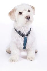 HKM ANAM Cara Basic Harnais pour Chien Bleu foncé/Bleu pétrole Taille L