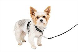 PetSafe 3 in 1 Hond Harnas en Auto Restraint, Medium, Zwart