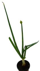 Cebolla Blanca Natural Planta Fácil de Cuidar Ideal para Iniciarse en la Horticultura