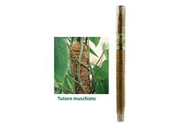 Italgarden's S Tlg012 Stock Muschiato