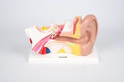 TickiT 03105 Human Ear 4x Life Size Model