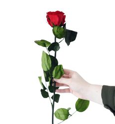 Juli Fleurs Rose Infinity avec Tige - Rouge - Premium
