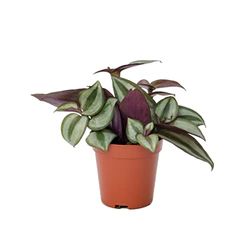 Planta de Interior Tradescantia Zebrina DECOALIVE Tradescantia Cebra Natural