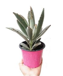 Calanchoe Tomentoso Planta Suculenta Familia Cactus Natural Interior y Exterior