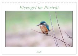 Eisvogel im Porträt (Wandkalender 2026 DIN A3 quer), CALVENDO Monatskalender: Fotoaufnahmen des "fliegenden Edelsteins"