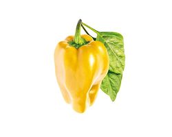 Click & Grow Lot de 3 Recharge pour jardinière Jaune