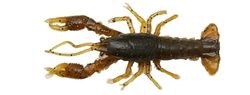 Savage Gear Ned Craw - Imitation réaliste d'écrevisses pour la pêche au Bar, matériau Duratech imprégné de sel, Action réaliste des écrevisses pour la pêche au prédateur Noir/Rouge 6.5 cm