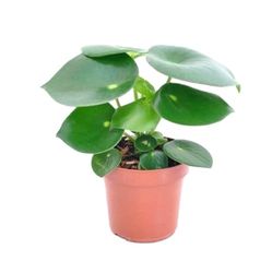Peperomia Raindrop Natural Planta de Interior o Exterior Perfecta para Decorar