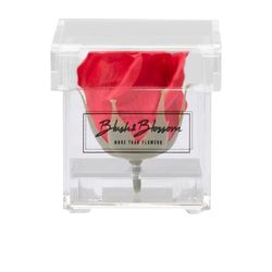 Blush & Blossom C01P Fiore, Passione, One Size