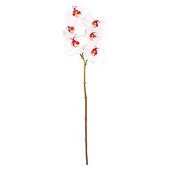 EUROCINSA Ref.43434C21 Orchid PHALAENOPSIS, Box of 12pcs, Pink, 56cm