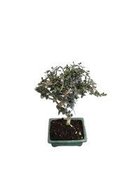 Bonsái de Olivo con Maceta Cerámica Mix Color Planta Natural Premium