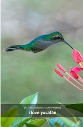 I Love Yucatan: Bird Checklist