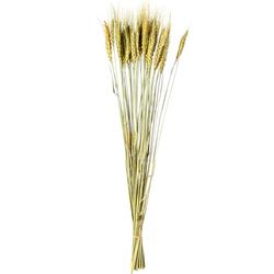 RAMO VARAS TRIGO BEIGE NATURALPRESERVADA_70CM