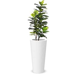 Elly Décor Fioriera, 61 x 28 cm, bianco