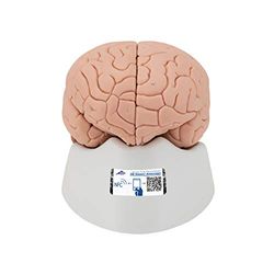 3B Scientific C15 - Modelo anatómico humano - modelo de cérebro - céfalo introdutório, desmontável em 2 peças APP de anatomia gratuita - 3B Smart Anatomy