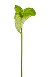 Express Flor 4 Anthriuns Artificiali, 74 cm, Verde
