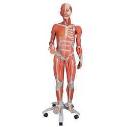 3B Scientific Menselijke anatomie - spierfiguur op metalen statief met 5 rollen, vrouwelijk + gratis anatomiesoftware - 3B Smart Anatomy, 23-delig