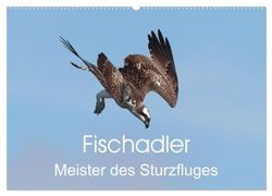 Fischadler - Meister des Sturzfluges (Wandkalender 2025 DIN A2 quer), CALVENDO Monatskalender: Flugstudien vom Fischadler beim Beutefang