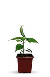 Pimiento Jalapeño Planta Natural: Siente la Conexión con la Naturaleza Cultivando tus Propias Verduras