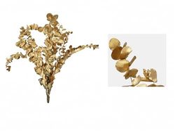 EUCALIPTUS Preser Gold, 50/80 cm, 50/80 cm