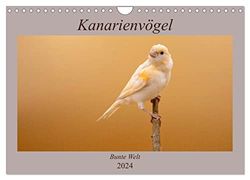 Kanarienvögel - Bunte Welt (Wandkalender 2024 DIN A4 quer), CALVENDO Monatskalender: Wunderschöne Bilder, welche die ganze bunte Vielfalt der Kanarienvögel zeigen