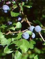 HERBOPLANET MSA Prunus SPINOSA äggulor 50ml, Svart, Standard