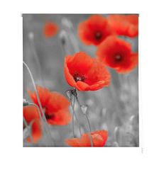 Estoralis Flores e plantas | Estore de rolo design moderno, transparente, estampado digital, modelo F-1538, 110 x 180 cm (largura/altura), tamanho do tecido 107 x 175 cm, estantes para janelas e