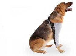 PETMED PROTECTOR BURSITITIS CODAL T4