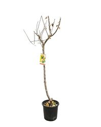 Árbol Frutal - Manzano Natural y Fácil de Mantener