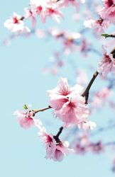 Cherry Blossom Journal