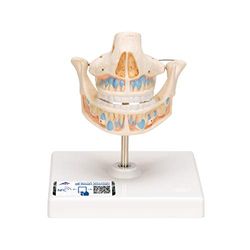 3B Scientific menselijke anatomie - melkgebit - 3B Smart Anatomy