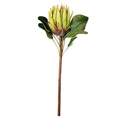 EUROCINSA Ref.45270C51 Protea King Rosa, Caja de 6uds, Blanco,Verde, 60cm