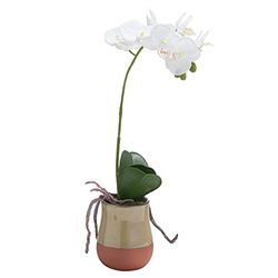 Orchid In Terracotta glaserad kruka