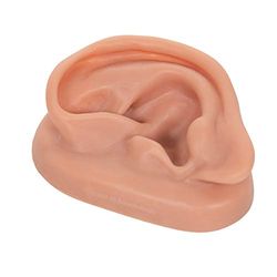3B Scientific Acupunctuur oor, links