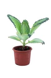 Kalanchoe Daigremontiana Planta Renovable Una Opción Sostenible para tu Bienestar