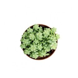 DECOALIVE Mini Planta Suculenta Sedum Burrito Sedum Morganianum