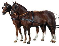 zweispänner Harnais, de présentation Noir Pony