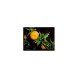 France Herboristerie - Piccola grana Bigaradier Citrus Aurantium, 1 unità