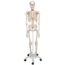 3B Scientific 1020171 Smart Anatomy A10 Squelette Classique sur Pied Métallique avec 5 Roulettes